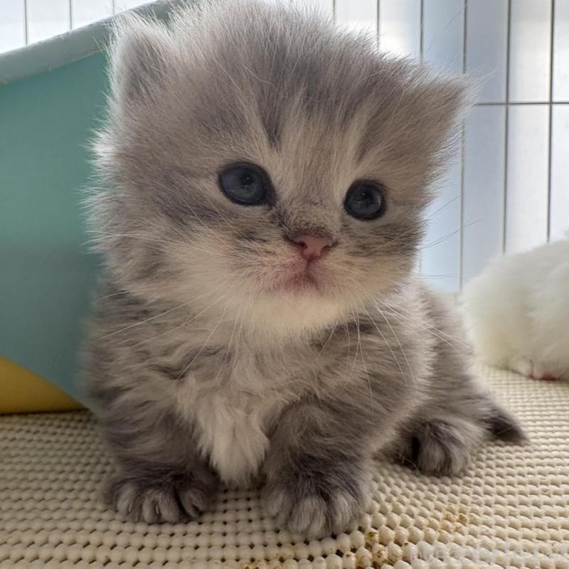 販売中の広島県のミヌエット(短足)-137036の13枚目