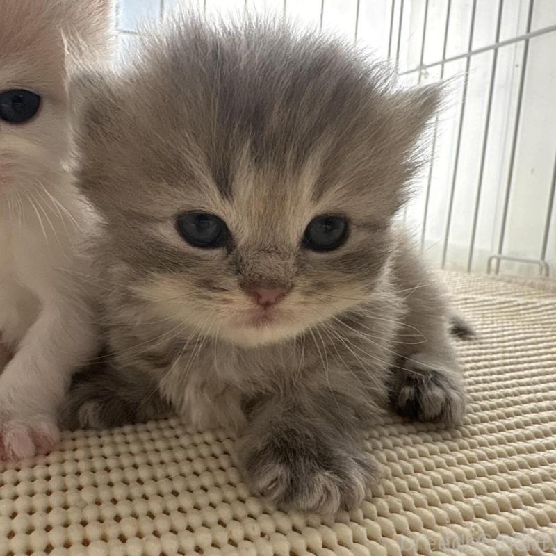 販売中の広島県のミヌエット(短足)-137036の12枚目