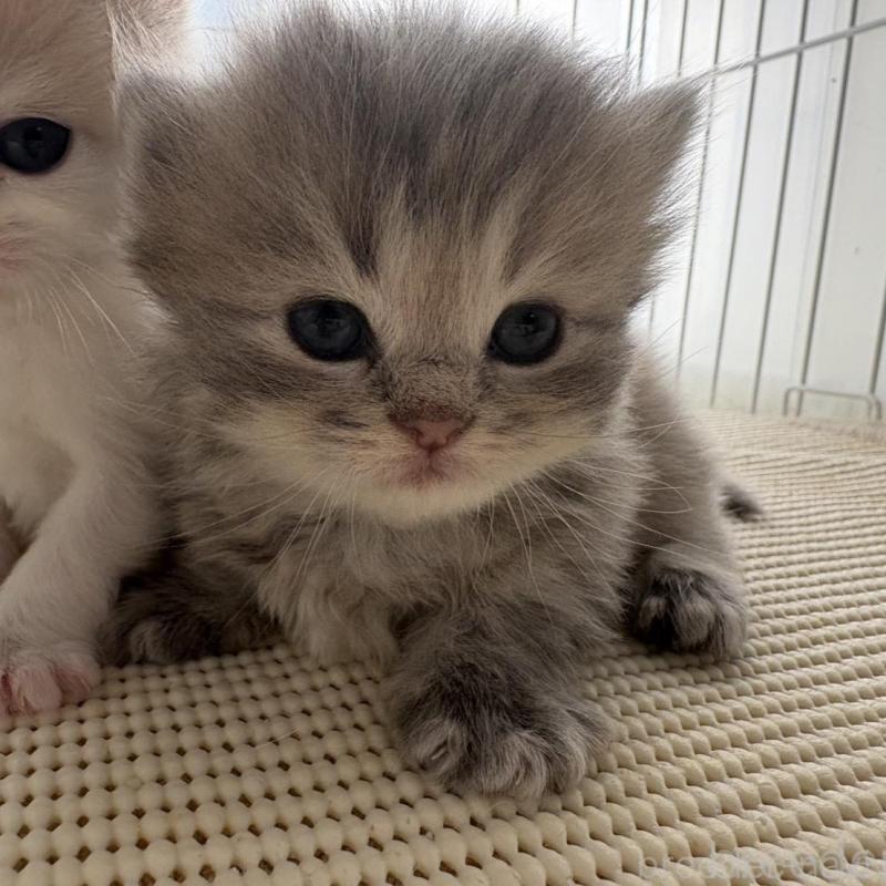 販売中の広島県のミヌエット(短足)-137036の11枚目