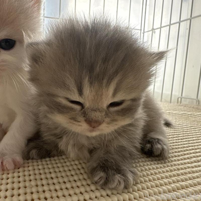 販売中の広島県のミヌエット(短足)-137036の10枚目