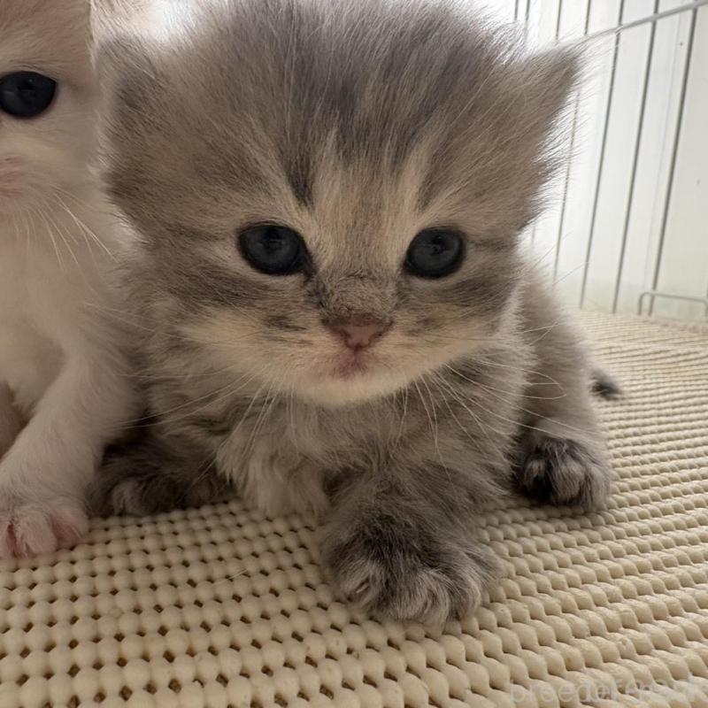 販売中の広島県のミヌエット(短足)-137036の9枚目