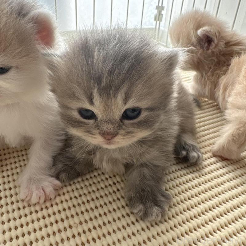 販売中の広島県のミヌエット(短足)-137036の8枚目