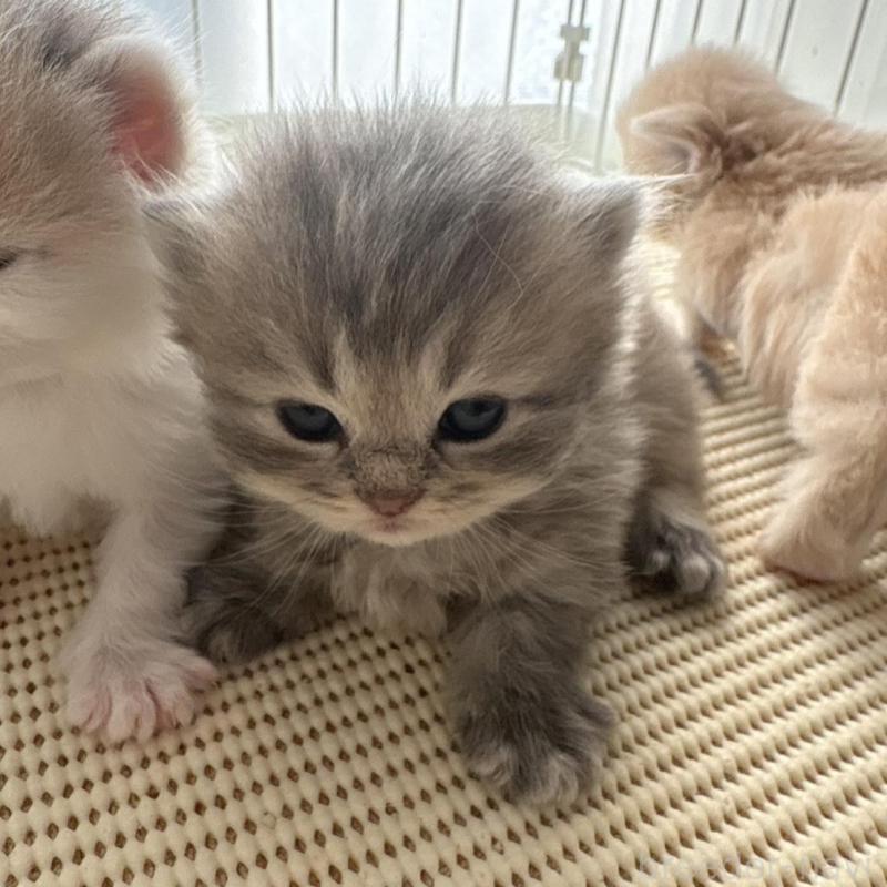 販売中の広島県のミヌエット(短足)-137036の7枚目