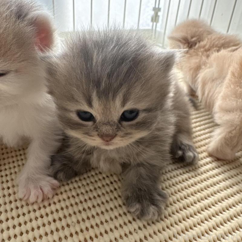 販売中の広島県のミヌエット(短足)-137036の6枚目