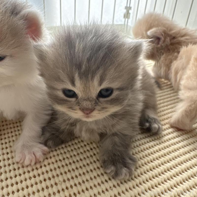 販売中の広島県のミヌエット(短足)-137036の5枚目