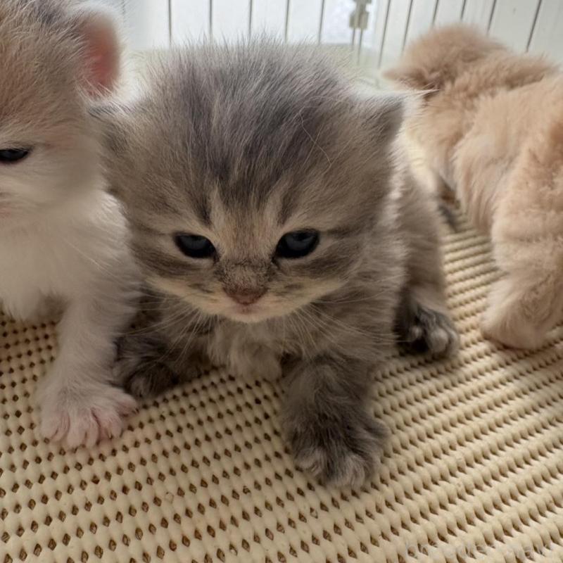 販売中の広島県のミヌエット(短足)-137036の4枚目