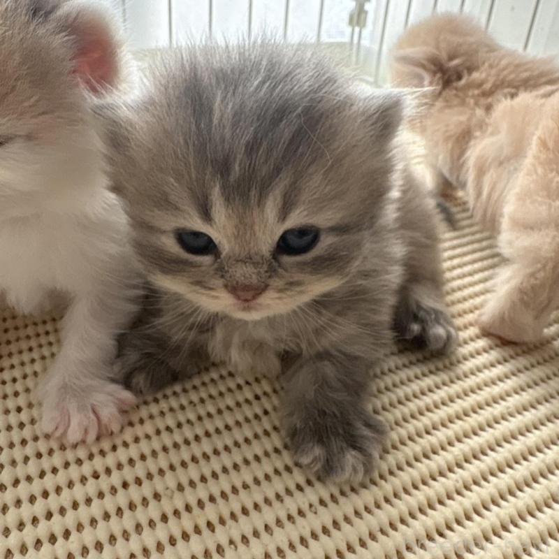 販売中の広島県のミヌエット(短足)-137036の3枚目