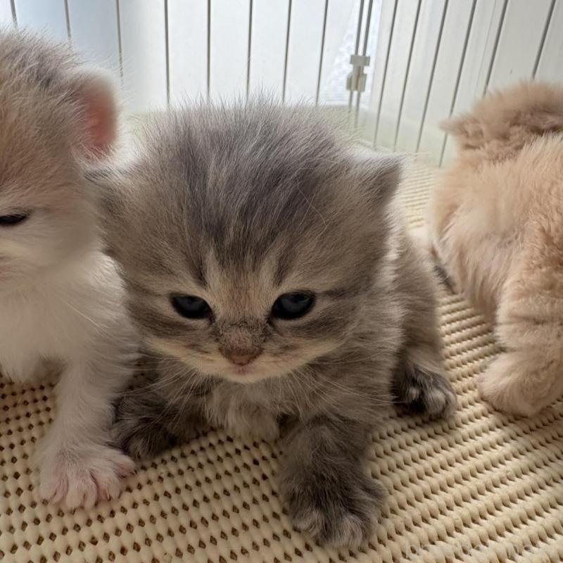 販売中の広島県のミヌエット(短足)-137036の2枚目