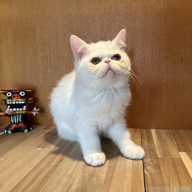 販売中の岡山県のミヌエット-133798の3枚目