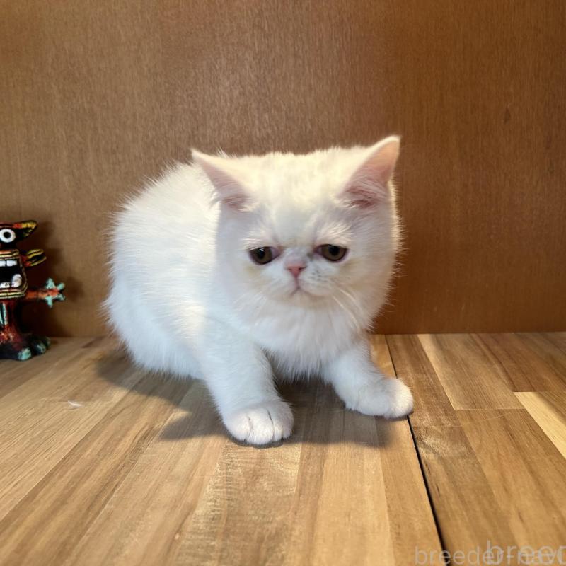 販売中の岡山県のミヌエット-133798の2枚目