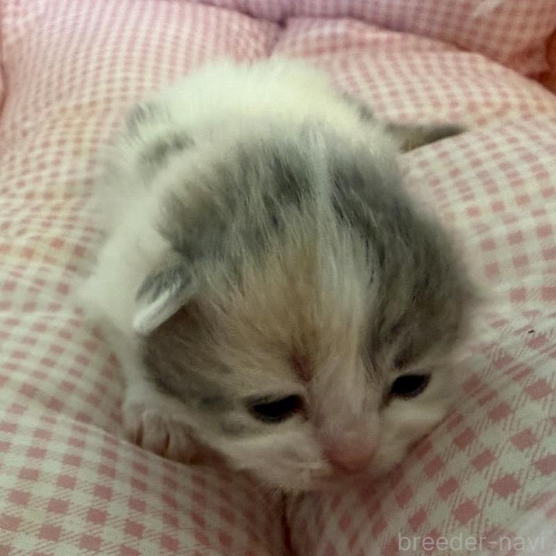 販売中の愛知県のミヌエット-137037の5枚目