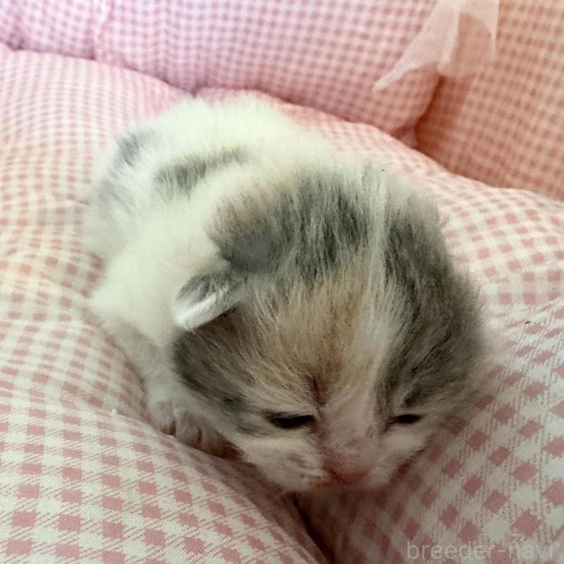 販売中の愛知県のミヌエット-137037の4枚目