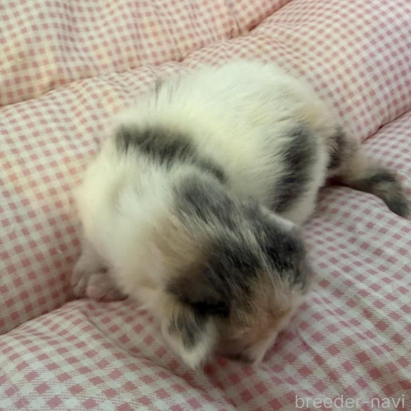 販売中の愛知県のミヌエット-137037の2枚目