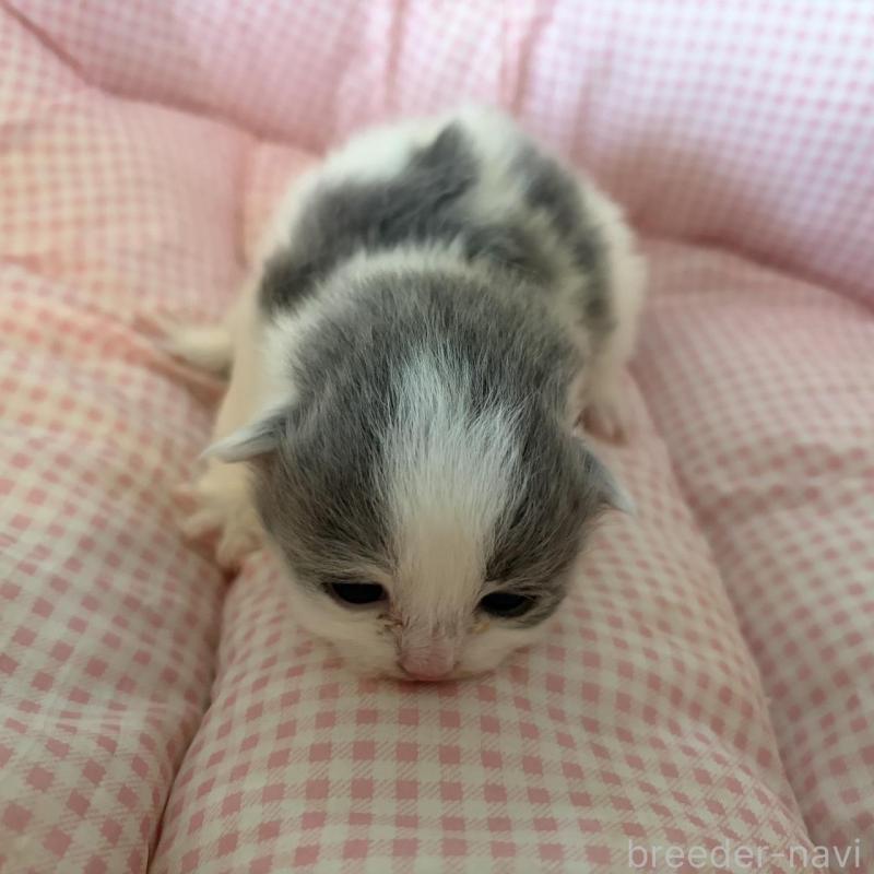 販売中の愛知県のミヌエット-137038の6枚目