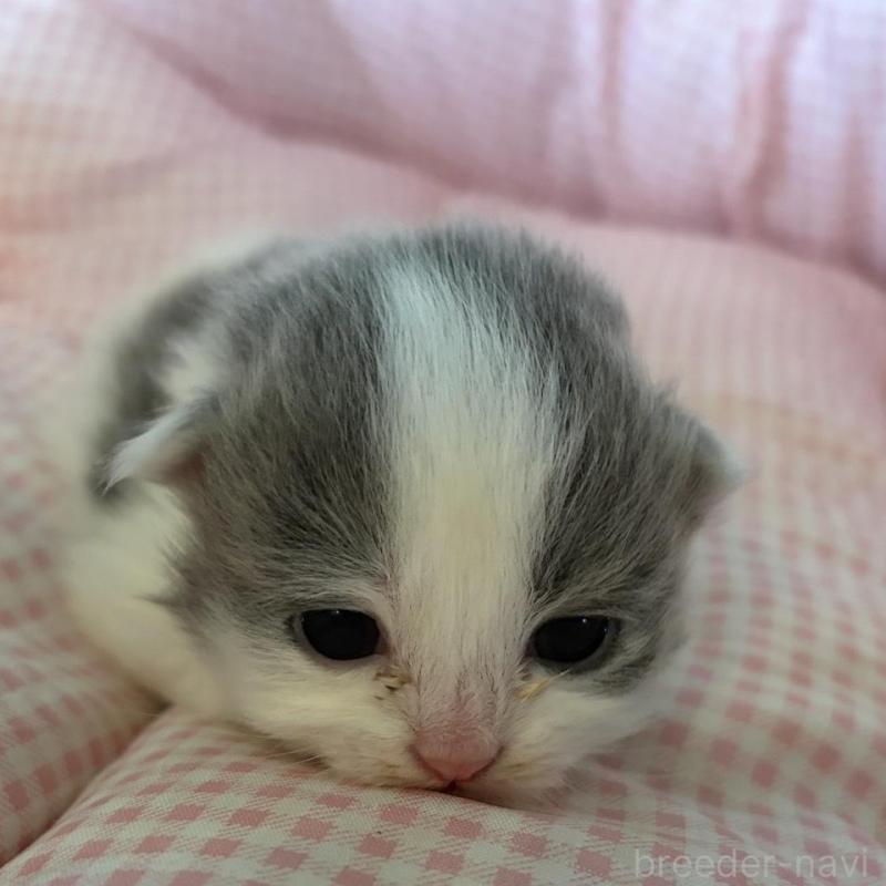 販売中の愛知県のミヌエット-137038の5枚目