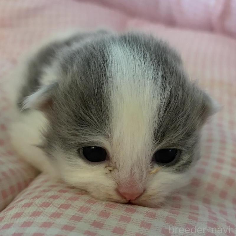 販売中の愛知県のミヌエット-137038の4枚目