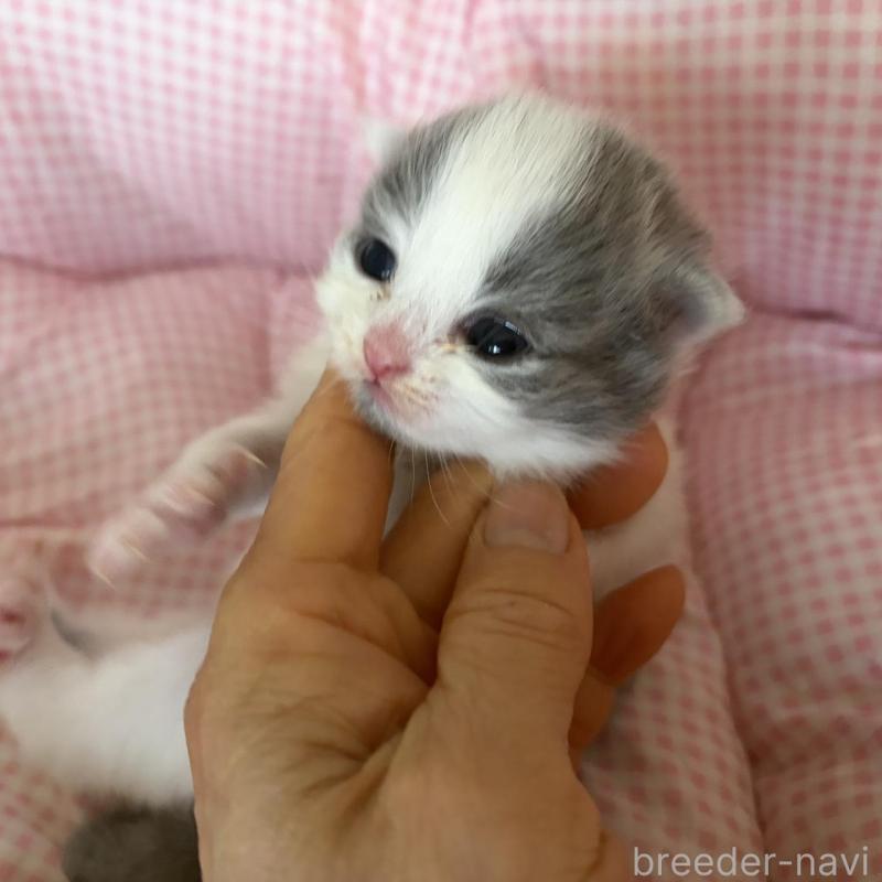 販売中の愛知県のミヌエット-137038