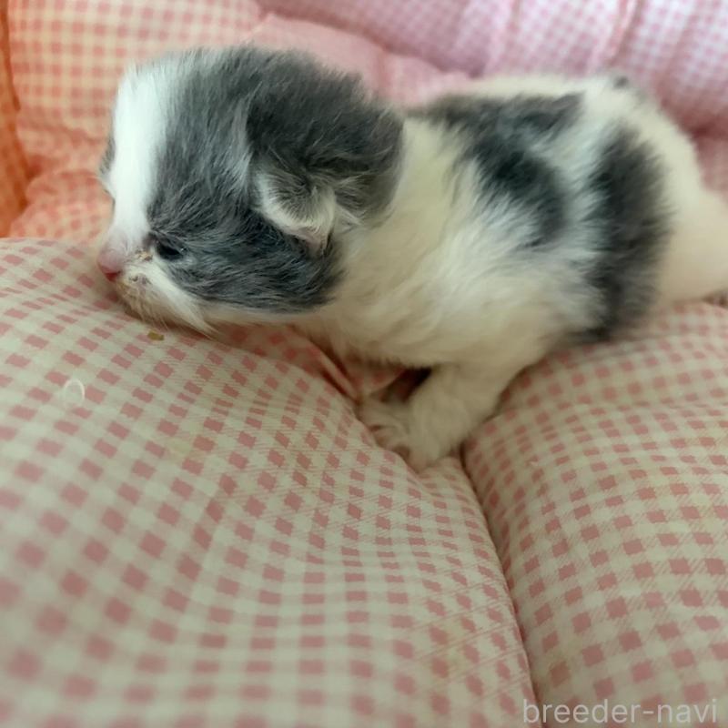 販売中の愛知県のミヌエット-137038の3枚目