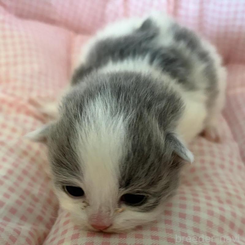 販売中の愛知県のミヌエット-137038の2枚目