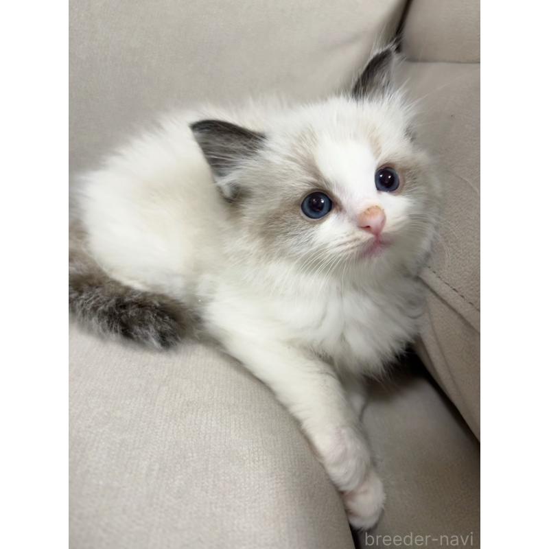 販売中の大阪府のラグドール-137039の7枚目