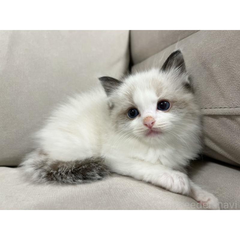 販売中の大阪府のラグドール-137039の6枚目