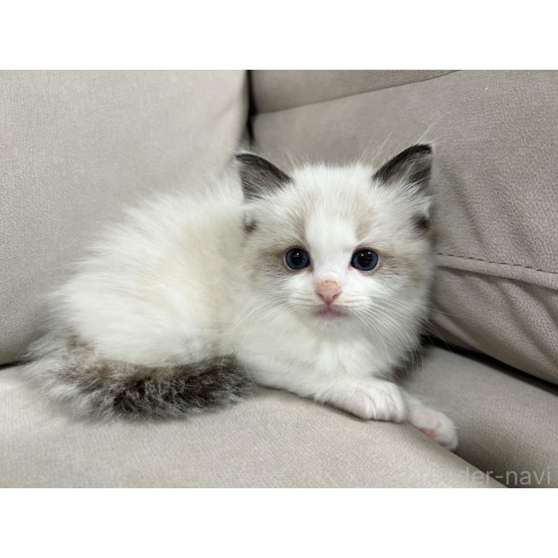 販売中の大阪府のラグドール-137039の5枚目