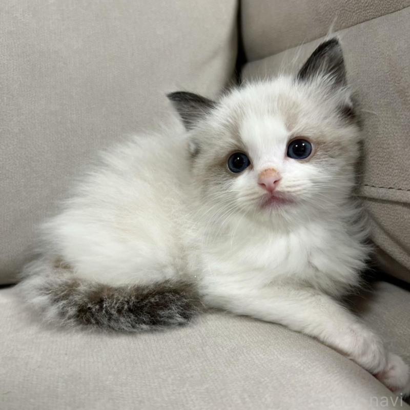 販売中の大阪府のラグドール-137039の1枚目