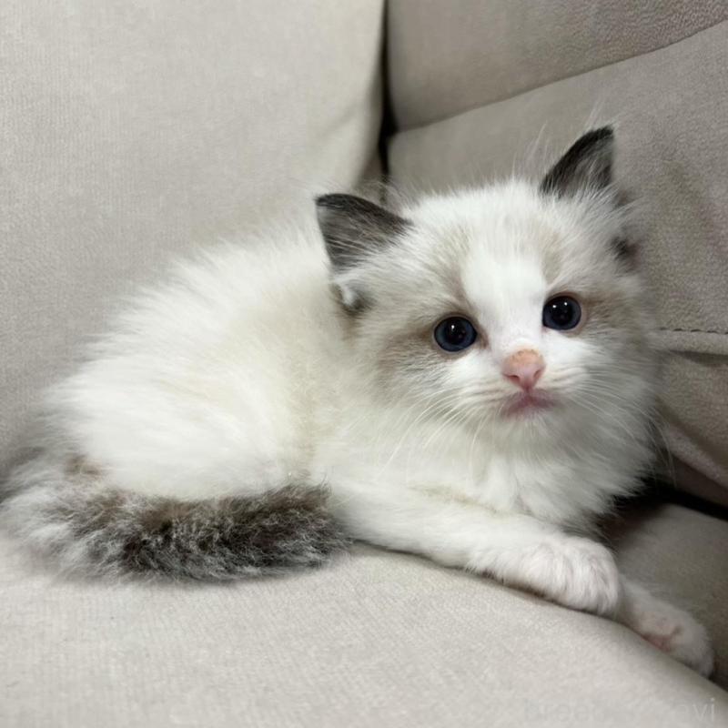 販売中の大阪府のラグドール-137039の3枚目