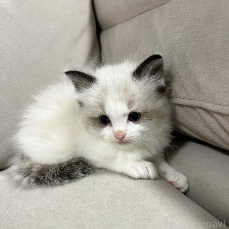 販売中の大阪府のラグドール-137039の2枚目