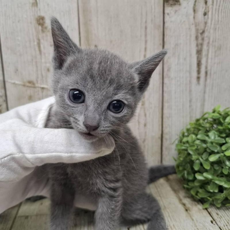 販売中の千葉県のロシアンブルー-137041の1枚目