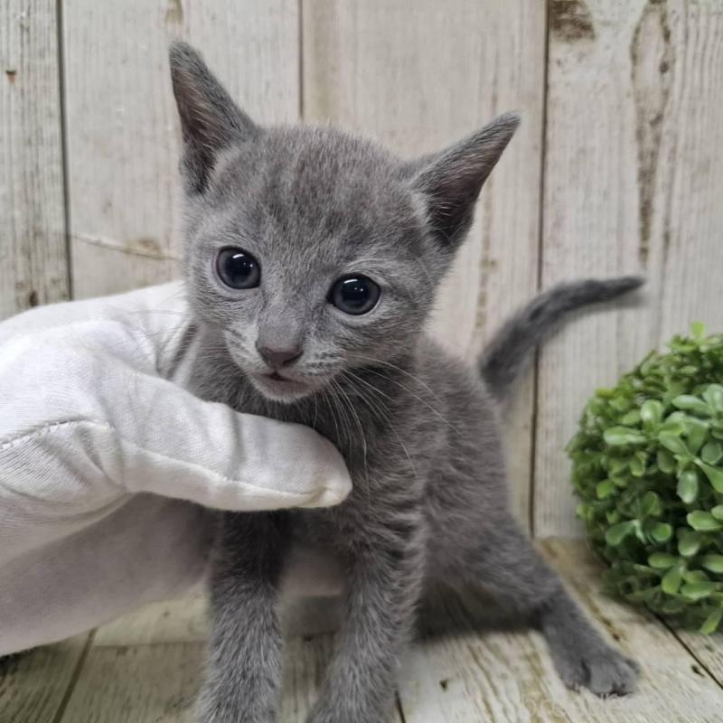 販売中の千葉県のロシアンブルー-137041の10枚目