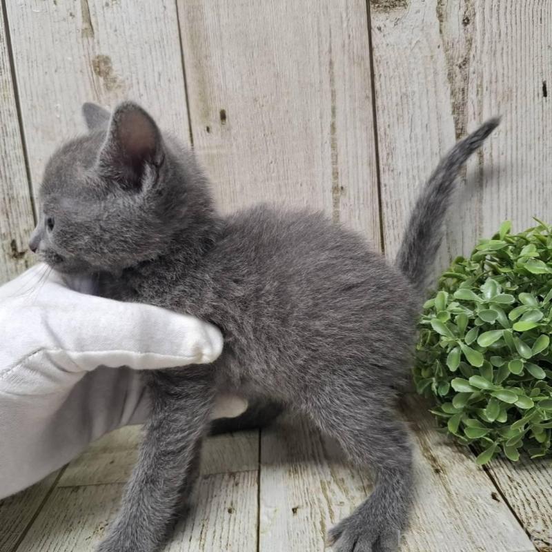 販売中の千葉県のロシアンブルー-137041の9枚目