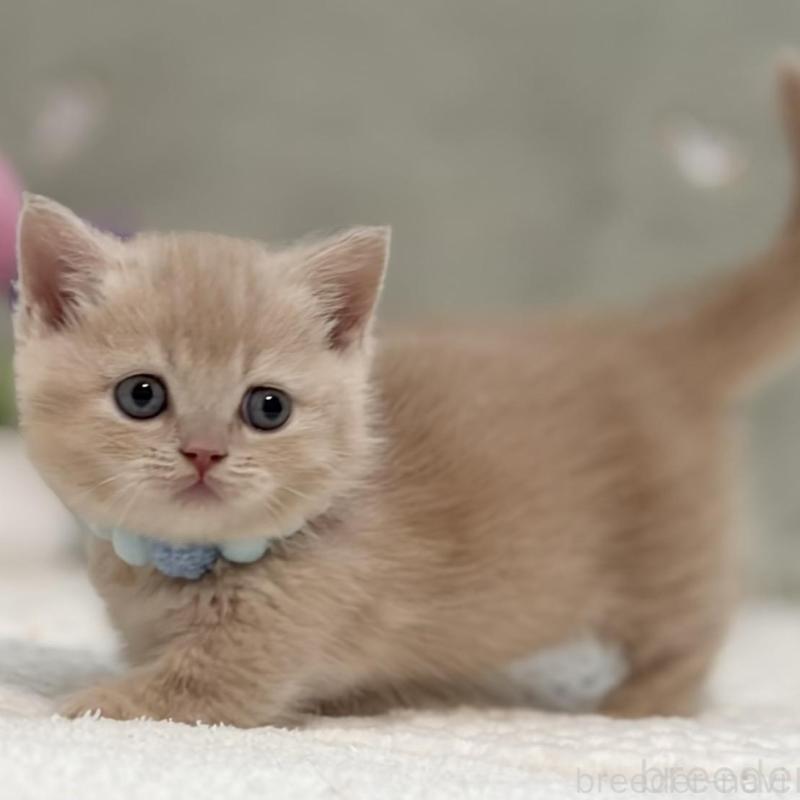 販売中の東京都のマンチカン(短足)-137042の6枚目