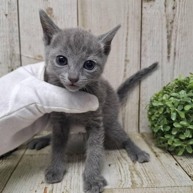 販売中の千葉県のロシアンブルー-137041の8枚目