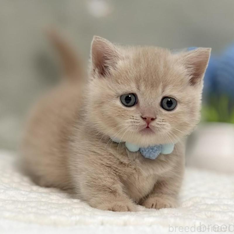 販売中の東京都のマンチカン(短足)-137042の5枚目