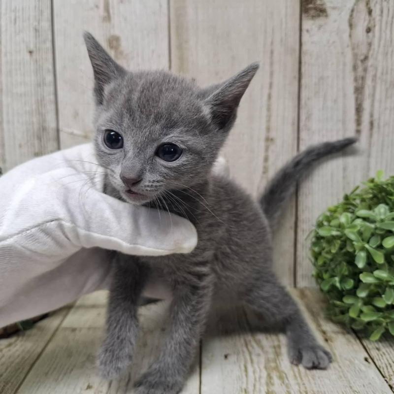 販売中の千葉県のロシアンブルー-137041の7枚目