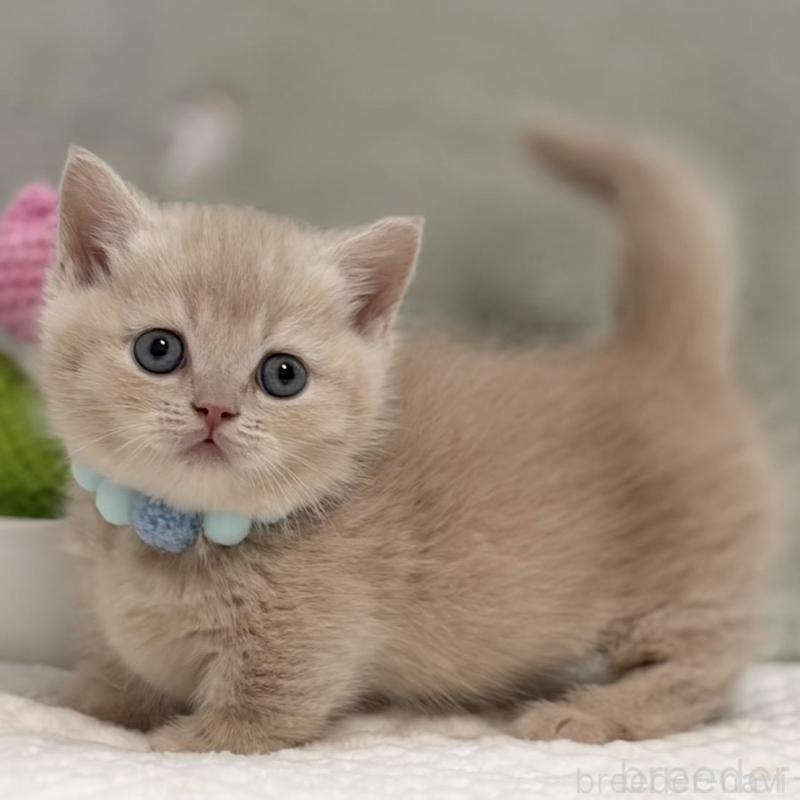 販売中の東京都のマンチカン(短足)-137042の3枚目