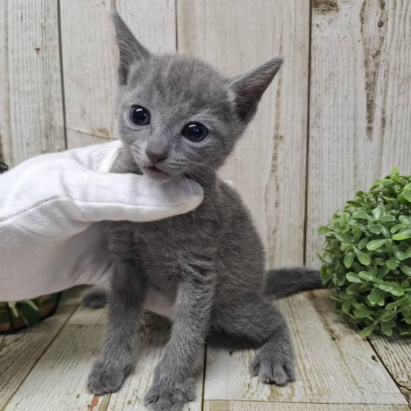 販売中の千葉県のロシアンブルー-137041の6枚目