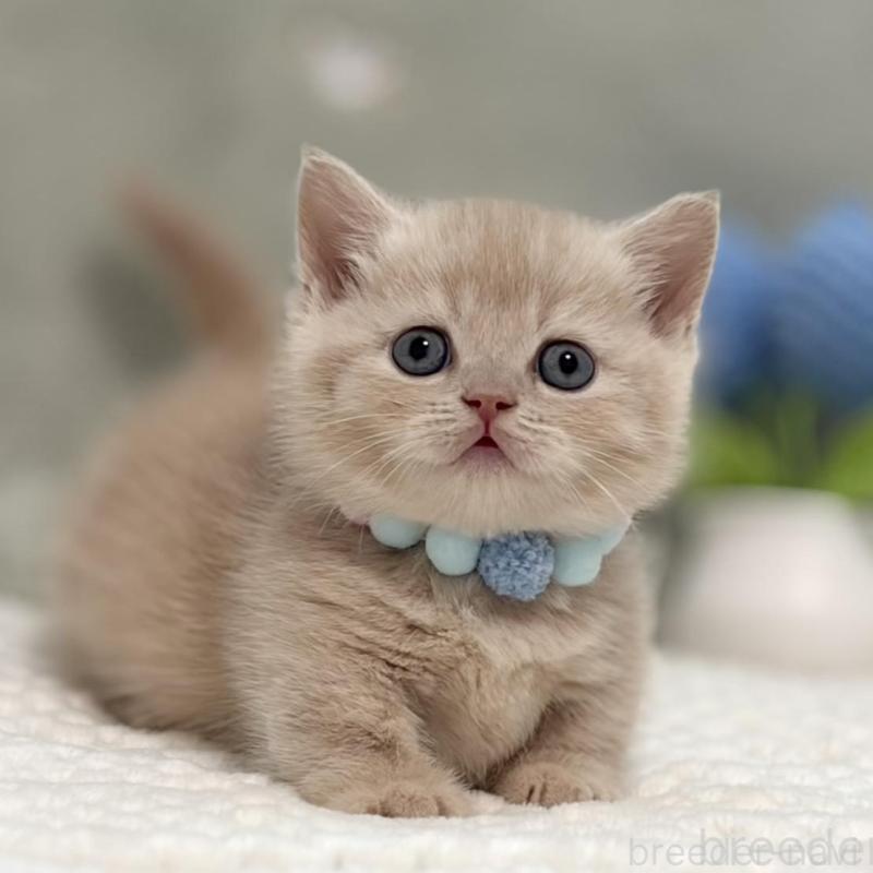 販売中の東京都のマンチカン(短足)-137042の1枚目