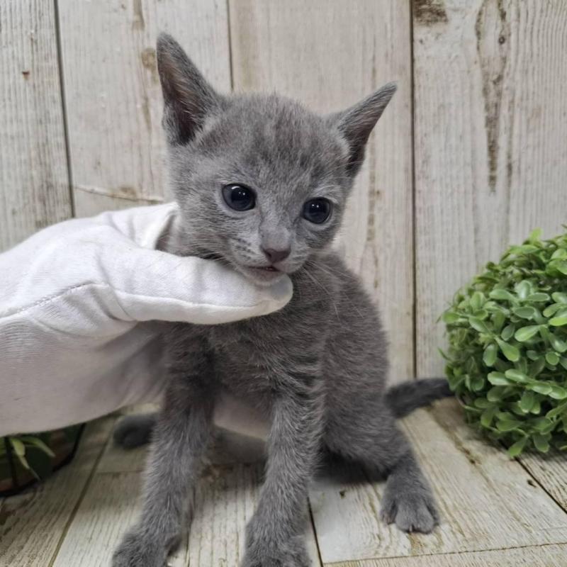 販売中の千葉県のロシアンブルー-137041の4枚目