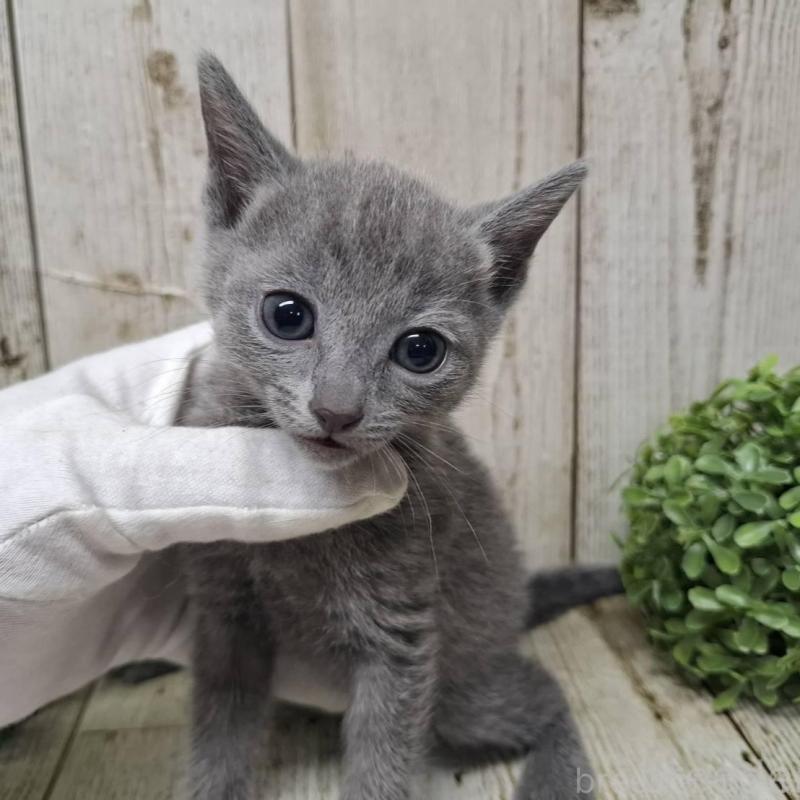 販売中の千葉県のロシアンブルー-137041の3枚目