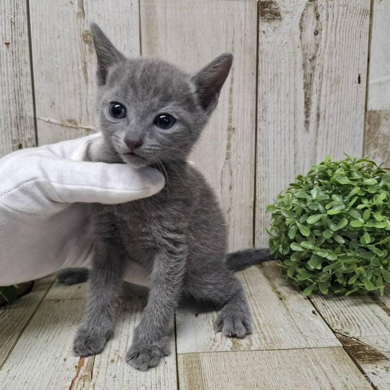 販売中の千葉県のロシアンブルー-137041の2枚目