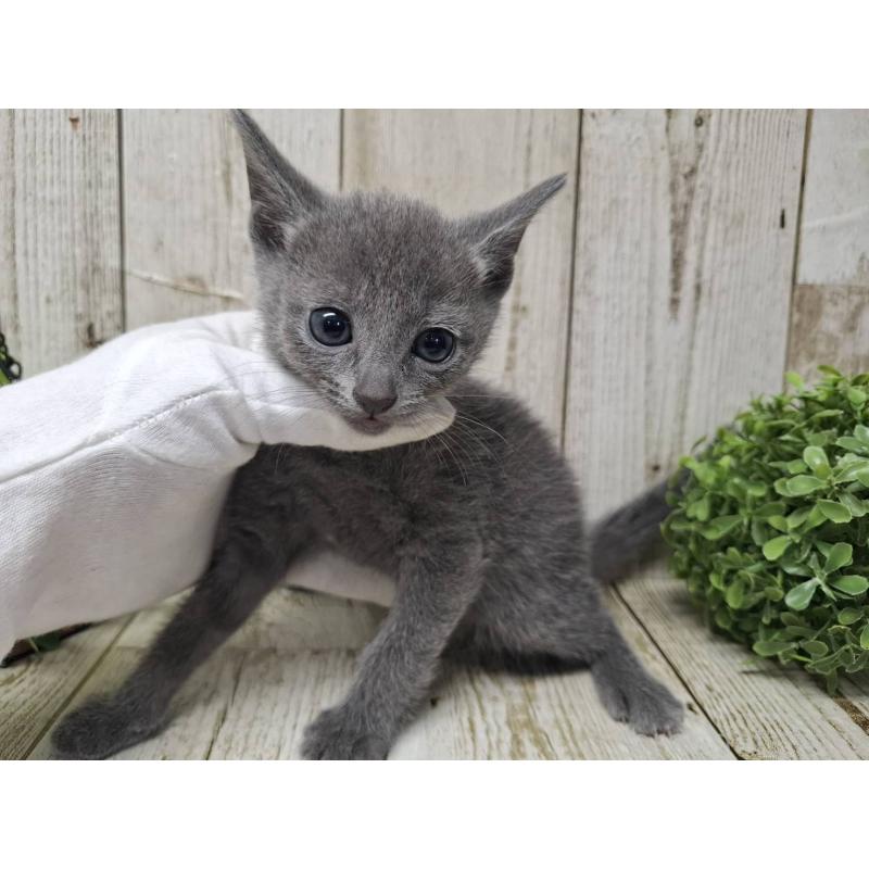 販売中の千葉県のロシアンブルー-137043の10枚目