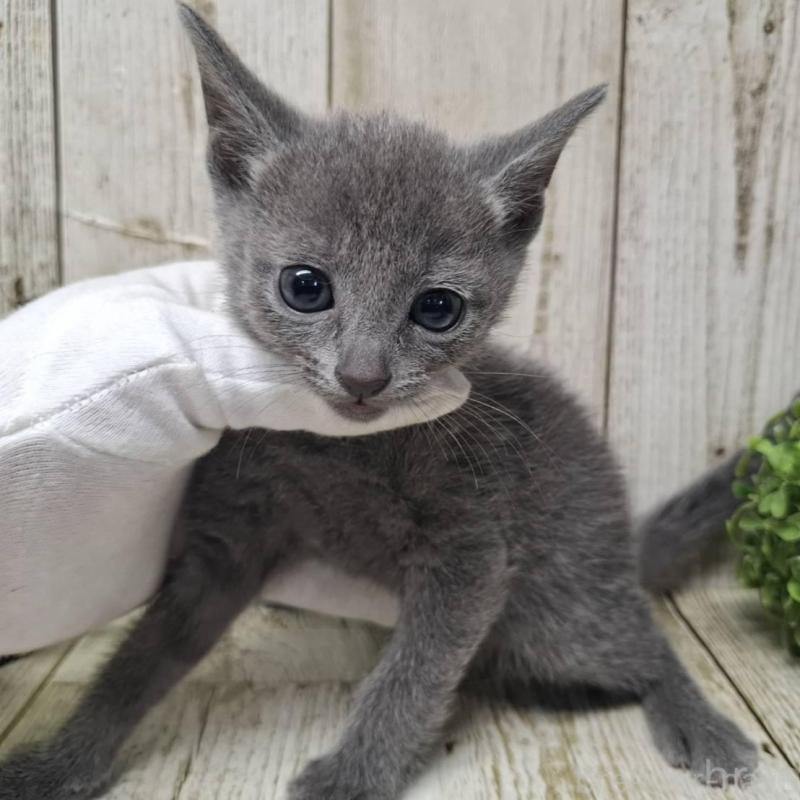 販売中の千葉県のロシアンブルー-137043