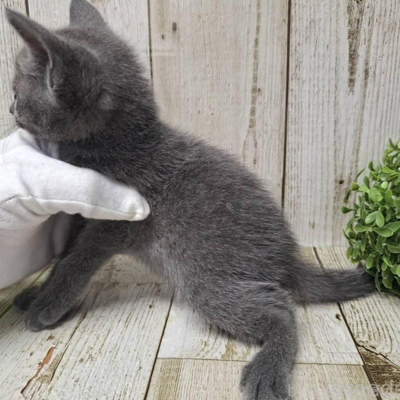 販売中の千葉県のロシアンブルー-137043の9枚目