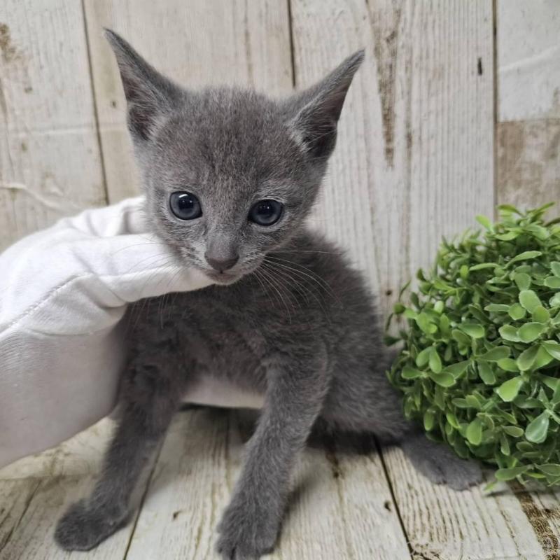 販売中の千葉県のロシアンブルー-137043の8枚目