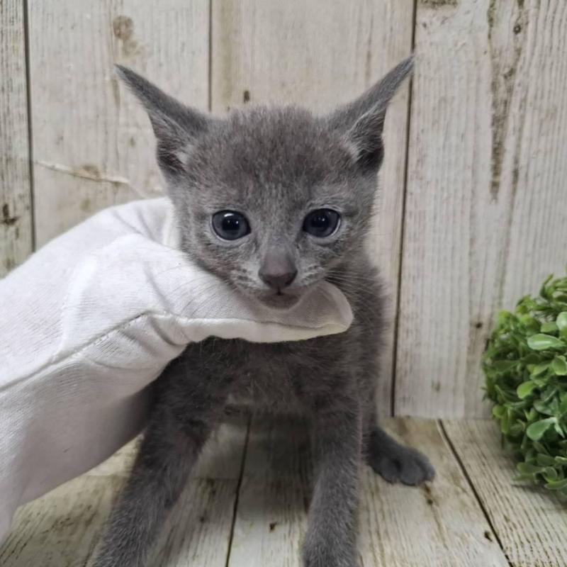 販売中の千葉県のロシアンブルー-137043の6枚目