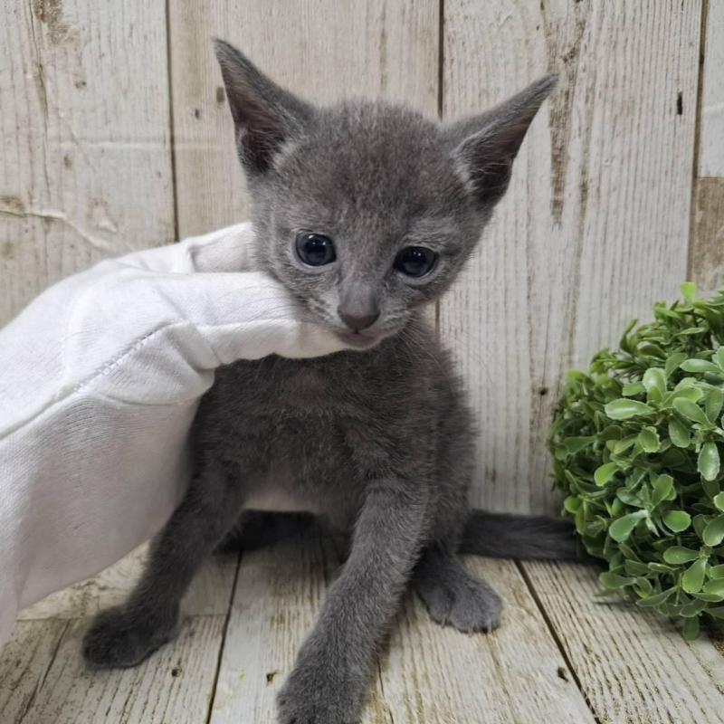 販売中の千葉県のロシアンブルー-137043の4枚目