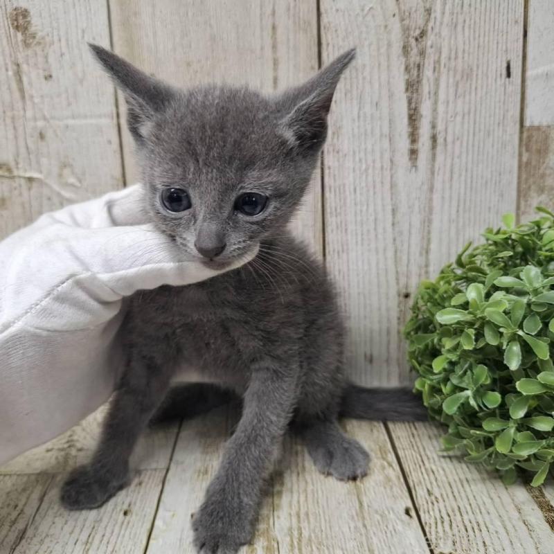 販売中の千葉県のロシアンブルー-137043の3枚目