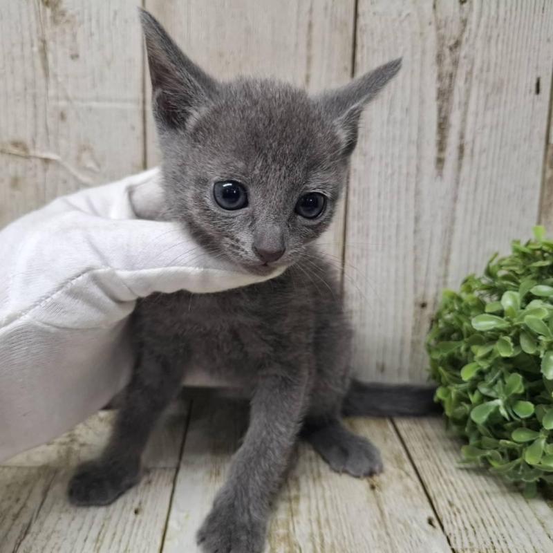 販売中の千葉県のロシアンブルー-137043の2枚目